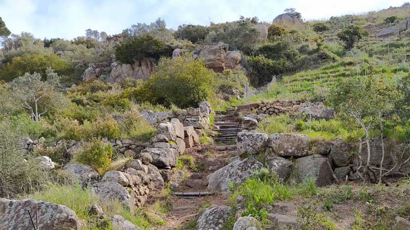 giglio sentiero pulito api vigna parco arcipelago toscano isola del giglio giglionews