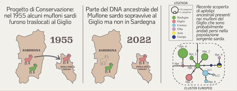img_2_genetica_mufloni_giglio