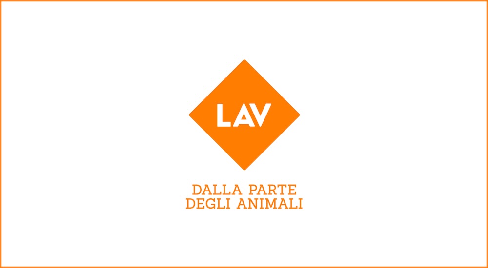 lav logo isola del giglio giglionews