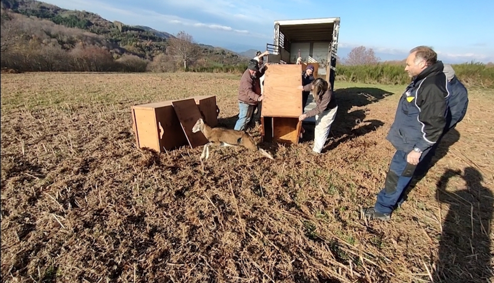 liberazione_mufloni_giglio_amiata301122_3