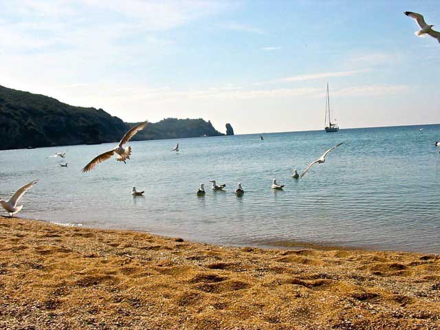 mare san giovanni palma silvestri isola del giglio giglionews