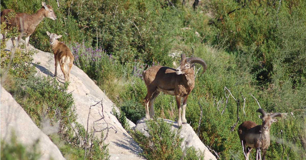 mufloni marchese parco arcipelago toscano isola del giglio giglionews