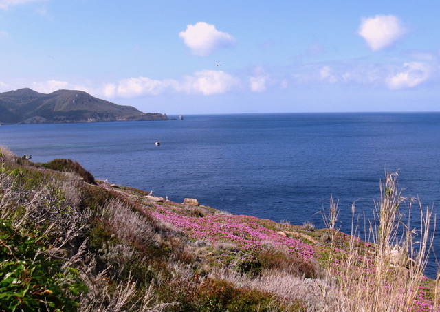 ottentotti e gabbiani isola del giglio giglionews