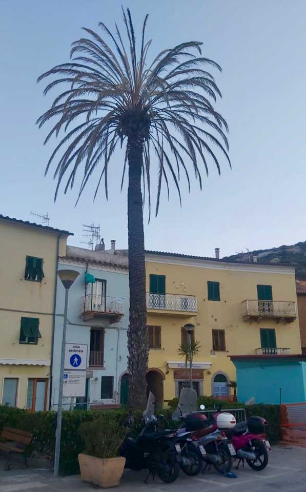 palma lungomare isola del giglio porto giglionews