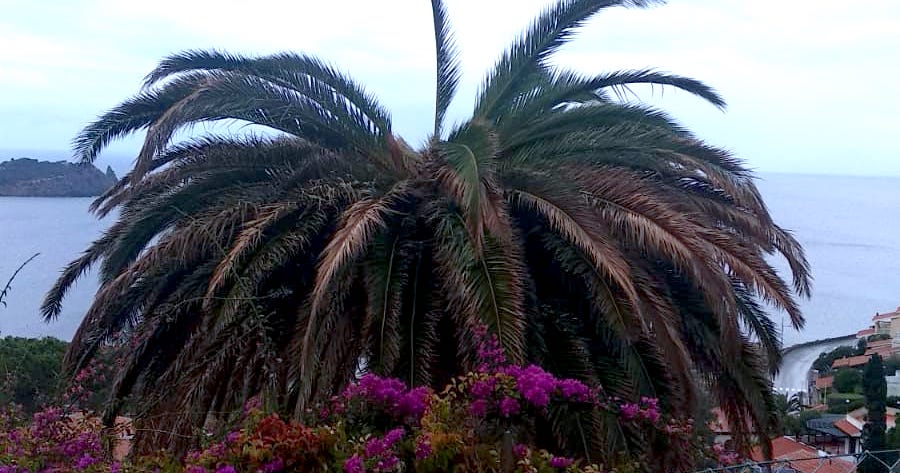 palma palme punteruolo rosso isola del giglio giglionews