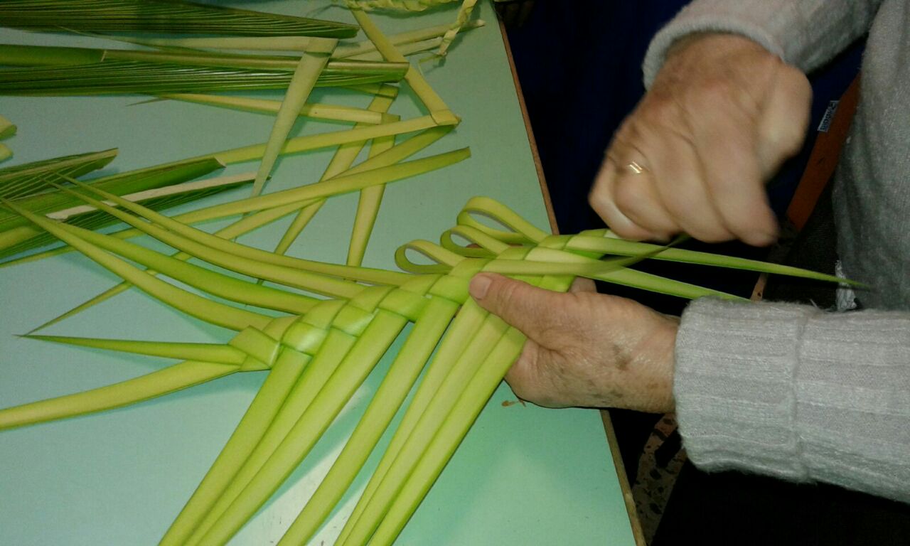 palme intrecciate palma silvestri isola del giglio giglionews