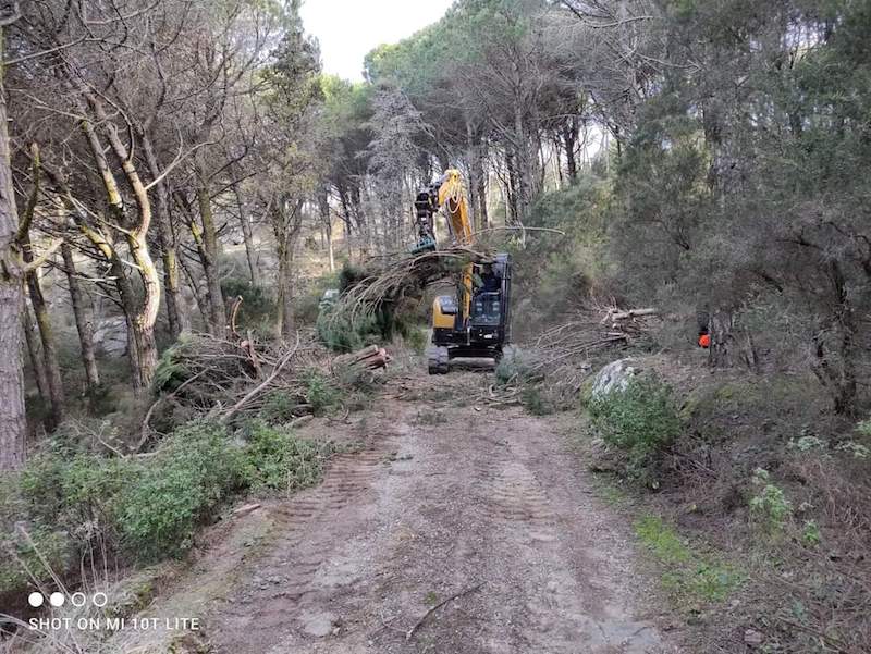 pineta_giglio_isola_intervento_ruspa110322