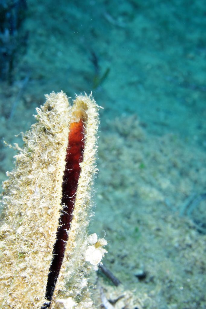 pinna nobilis mare moria isola del giglio giglionews