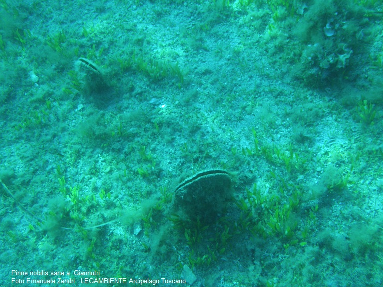 pinne nobilis legambiente arcipelago toscano isola del giglio giglionews