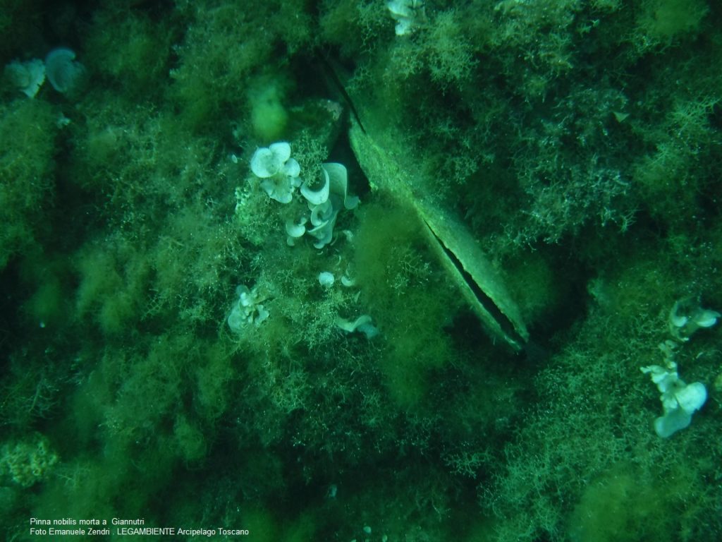 pinne nobilis legambiente arcipelago toscano isola del giglio giglionews