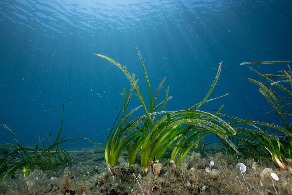 posidonia_giglio230725_2