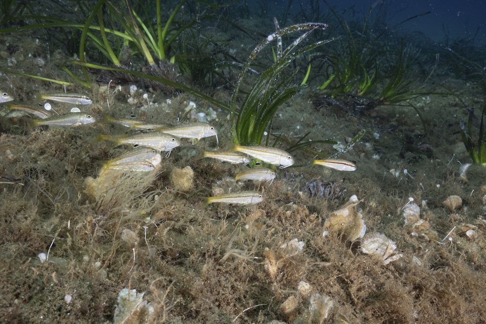 posidonia_giglio230725_3