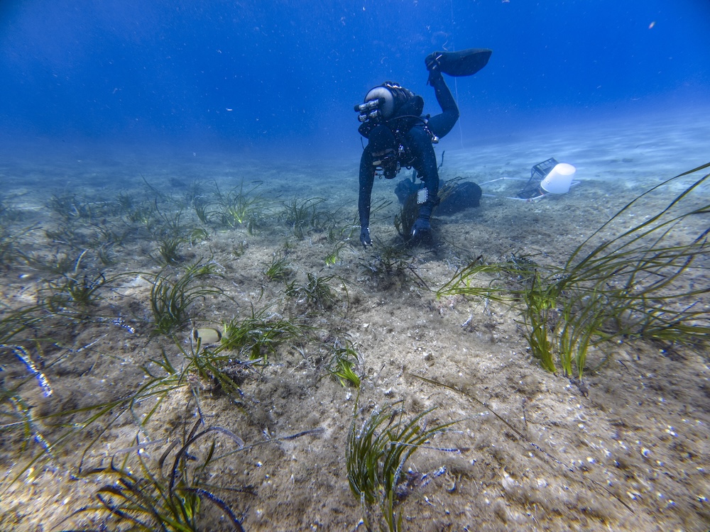 posidonia_giglio230725_4