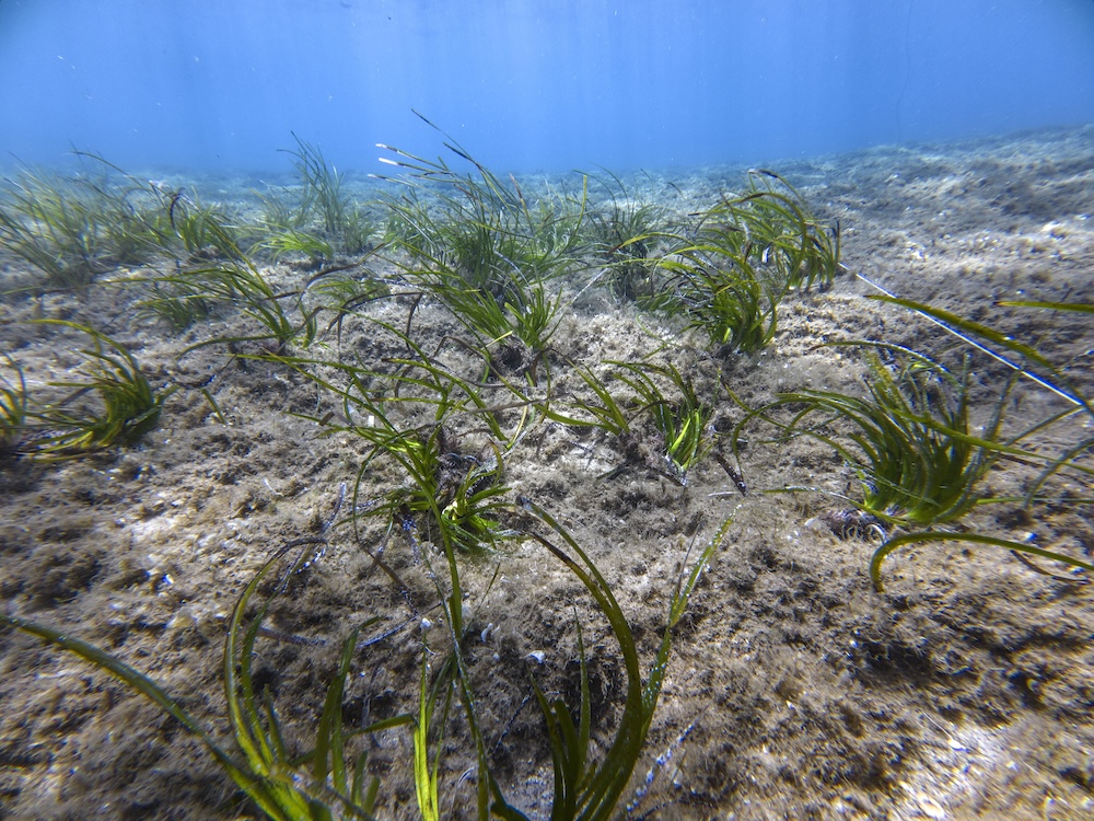 posidonia_giglio230725_5