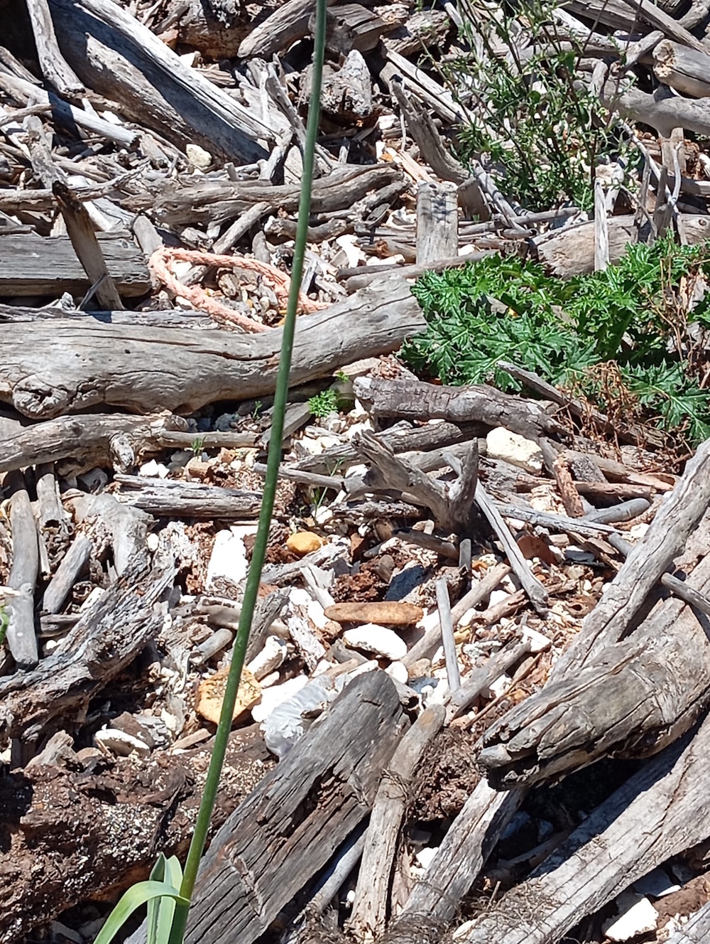 pulizia_cala_lazzaretto230525_7