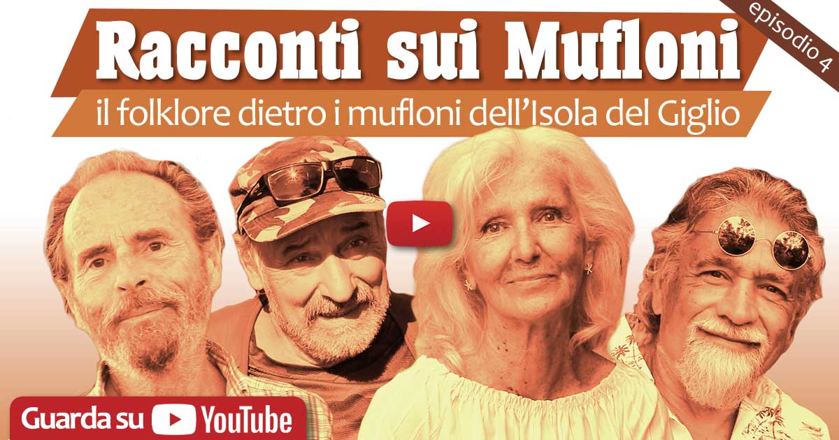 racconti mufloni episodio 4 isola del giglio giglionews