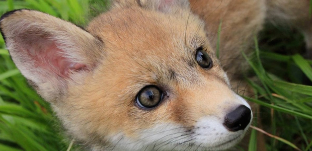 centro recupero animali selvatici isola del giglio giglionews