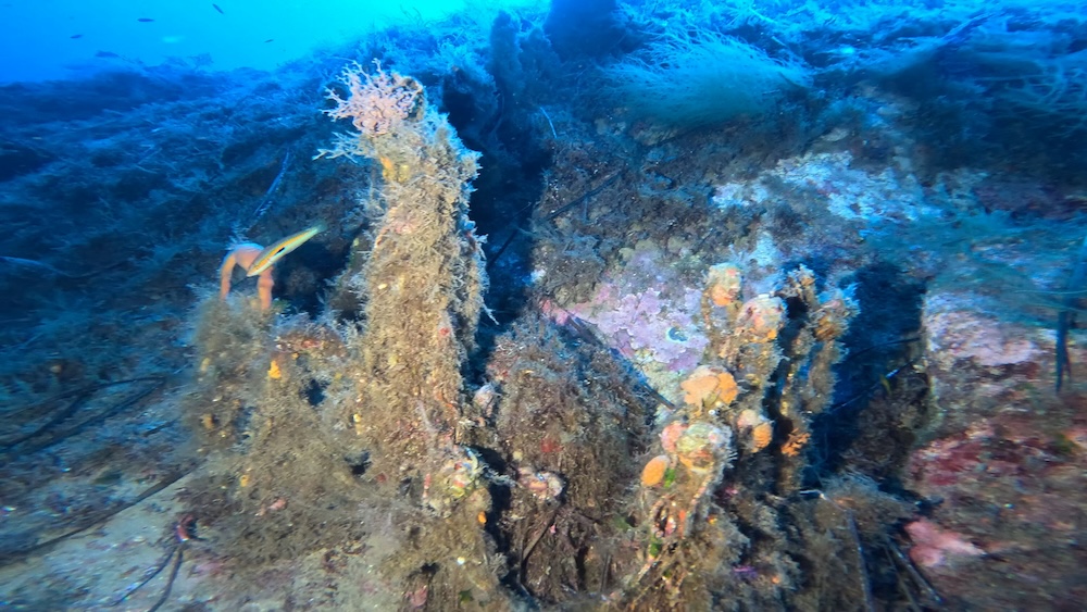 rete_cala_cupa_gorgonia251026_1