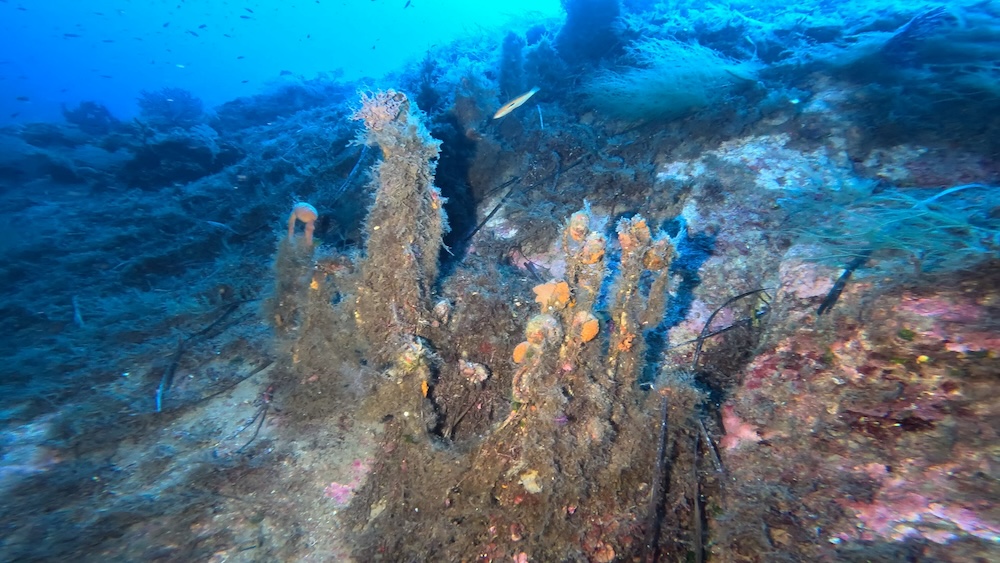 rete_cala_cupa_gorgonia251026_2