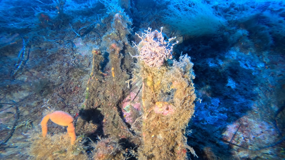 rete_cala_cupa_gorgonia251026_3