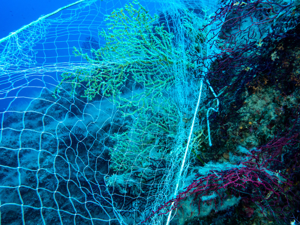 reti fondali diving isola del giglio giglionews