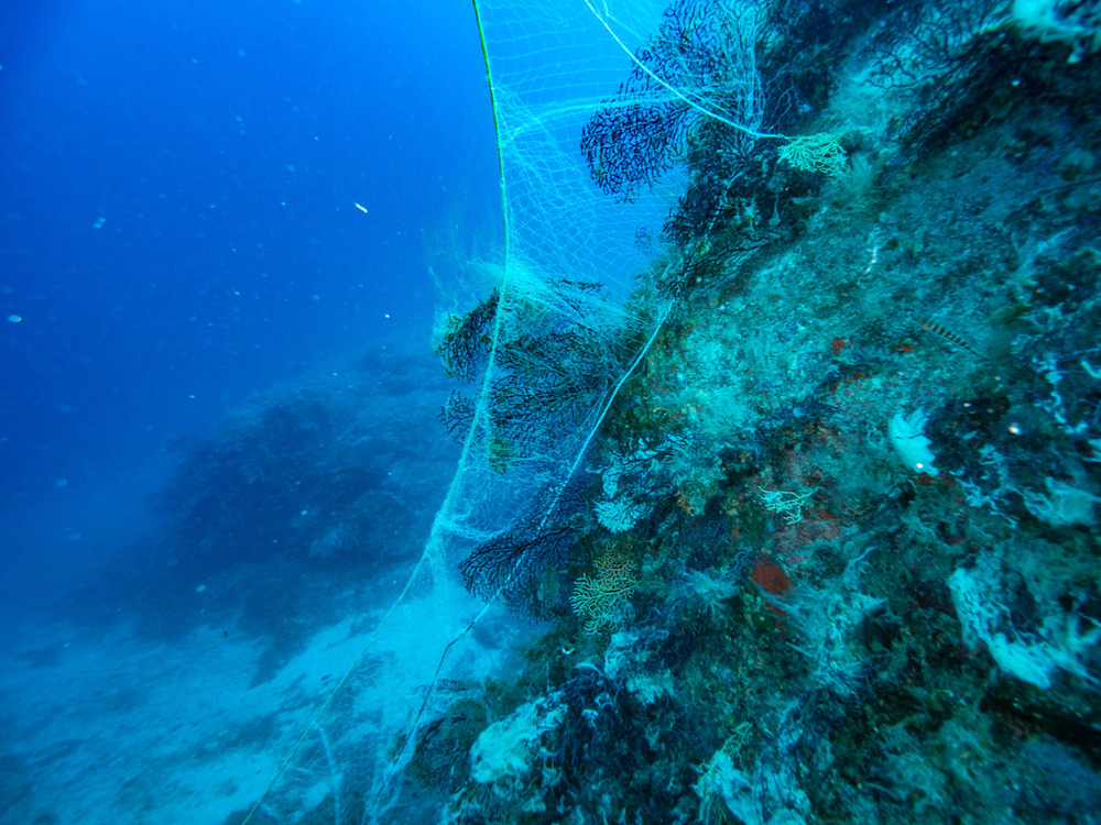 reti fondali diving isola del giglio giglionews