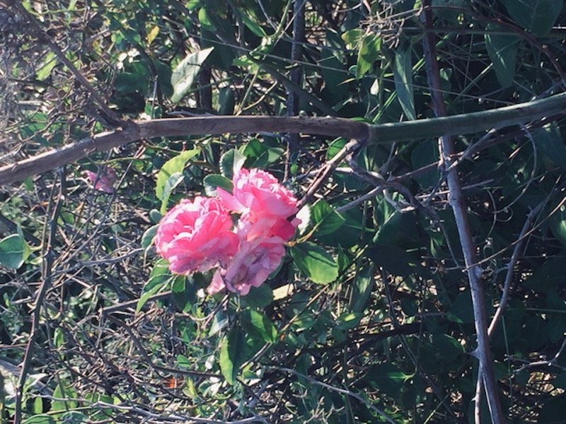 rosa poesia primavera palma silvestri isola del giglio giglionews