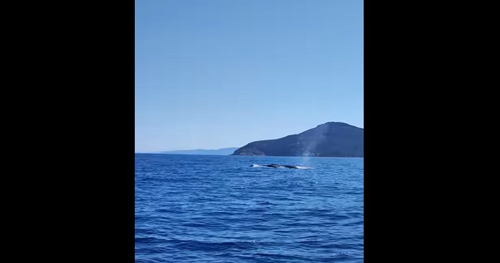 screenshot video balena isola del giglio giglionews