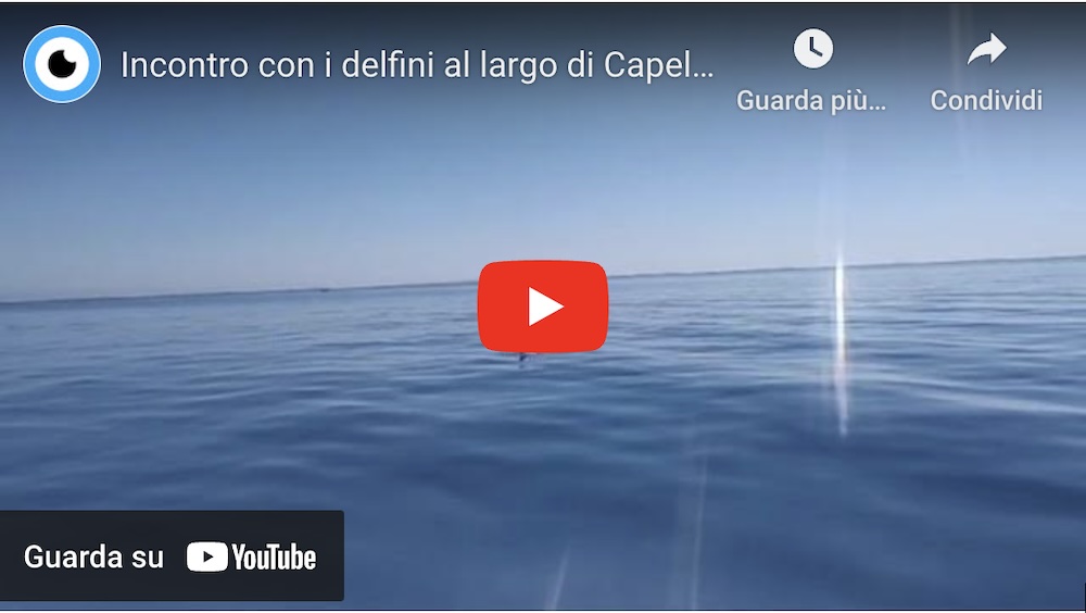 screenshot video delfini isola del giglio giglionews