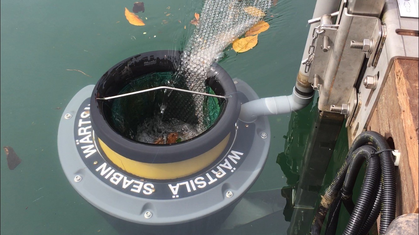 seabin cestino rifiuti ambiente isola del giglio giglionews