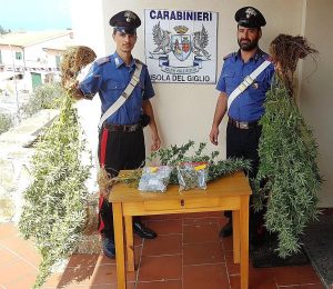 sequestro droga marijuana isola del giglio giglionews