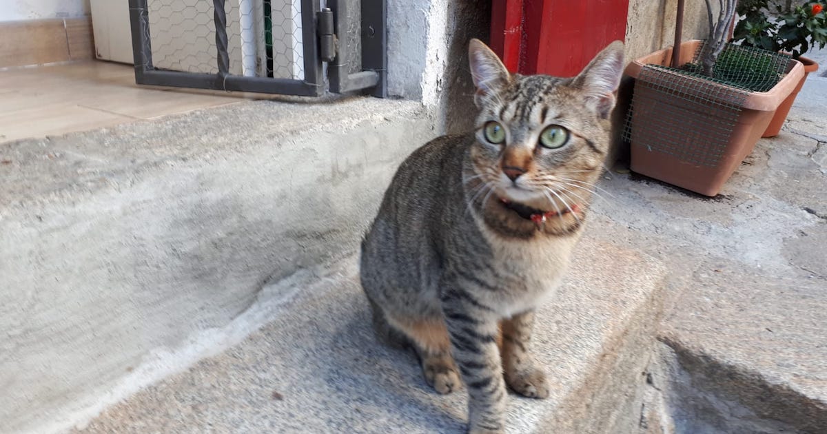 serafina gatto soriano isola del giglio castello giglionews