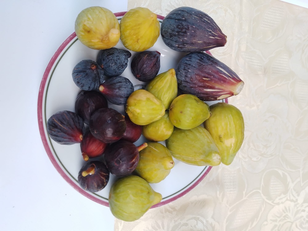 slow_food_castello040826_3