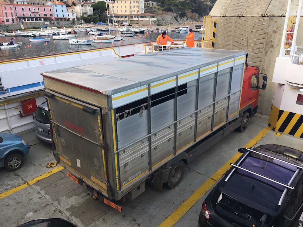 trasferimento mufloni isola del giglio giglionews