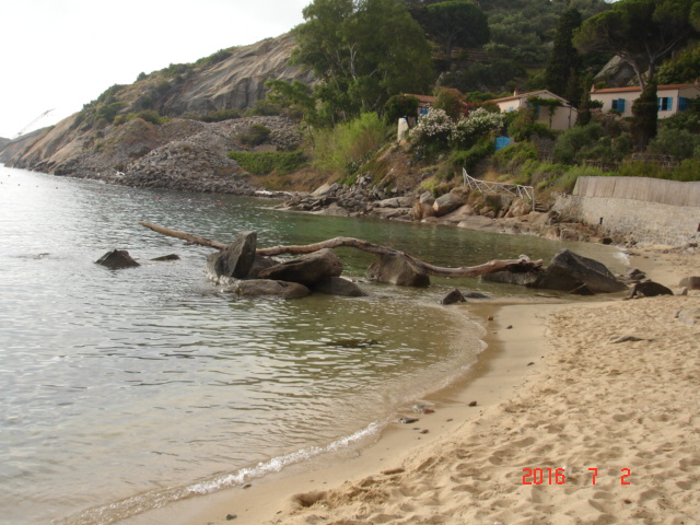 tronco spiaggia arenella isola del giglio giglionews