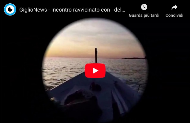 video delfini isola del giglio campese giglionews