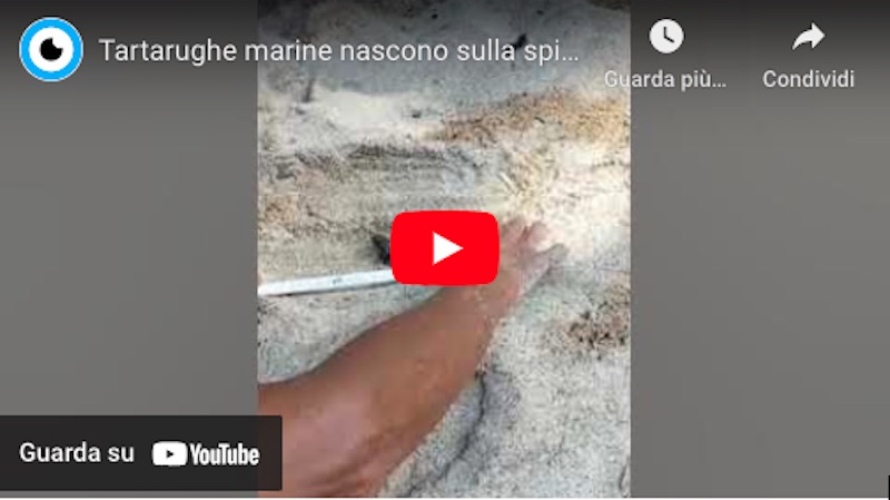 video tartarughe spiaggia caldane isola del giglio giglionews