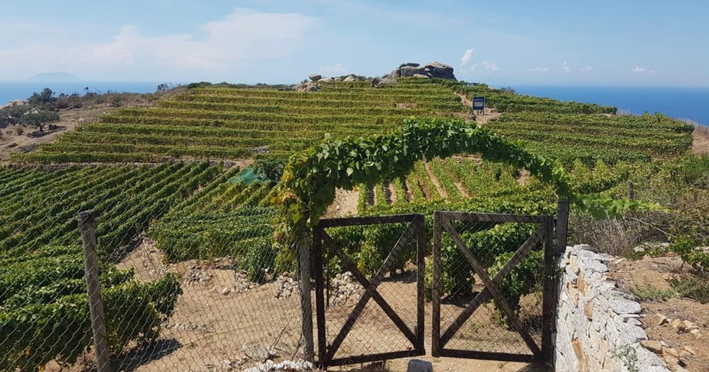 coltivatori vigna vigne vignaioli isola del giglio giglionews