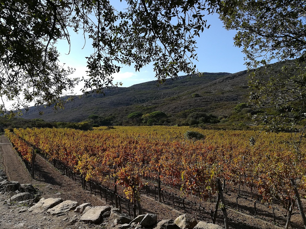 valorizzazione aziende parco arcipelago toscano isola del giglio giglionews vigneti