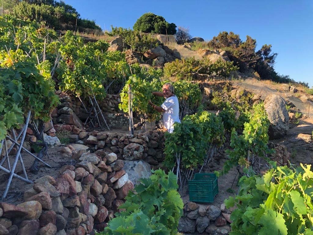 bibi graetz grande vino piccola isola del giglio giglionews