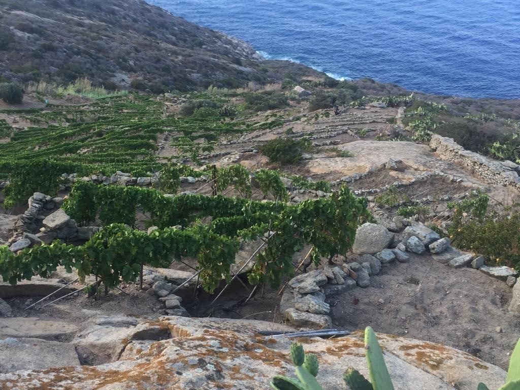 bibi graetz grande vino piccola isola del giglio giglionews